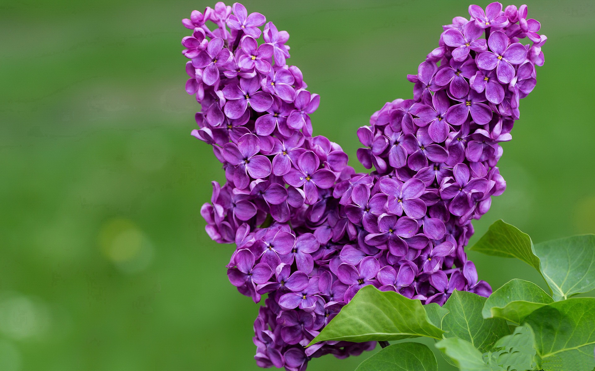 绝杀之夜，赖斯一锤定音，委内瑞拉险胜厄瓜多尔