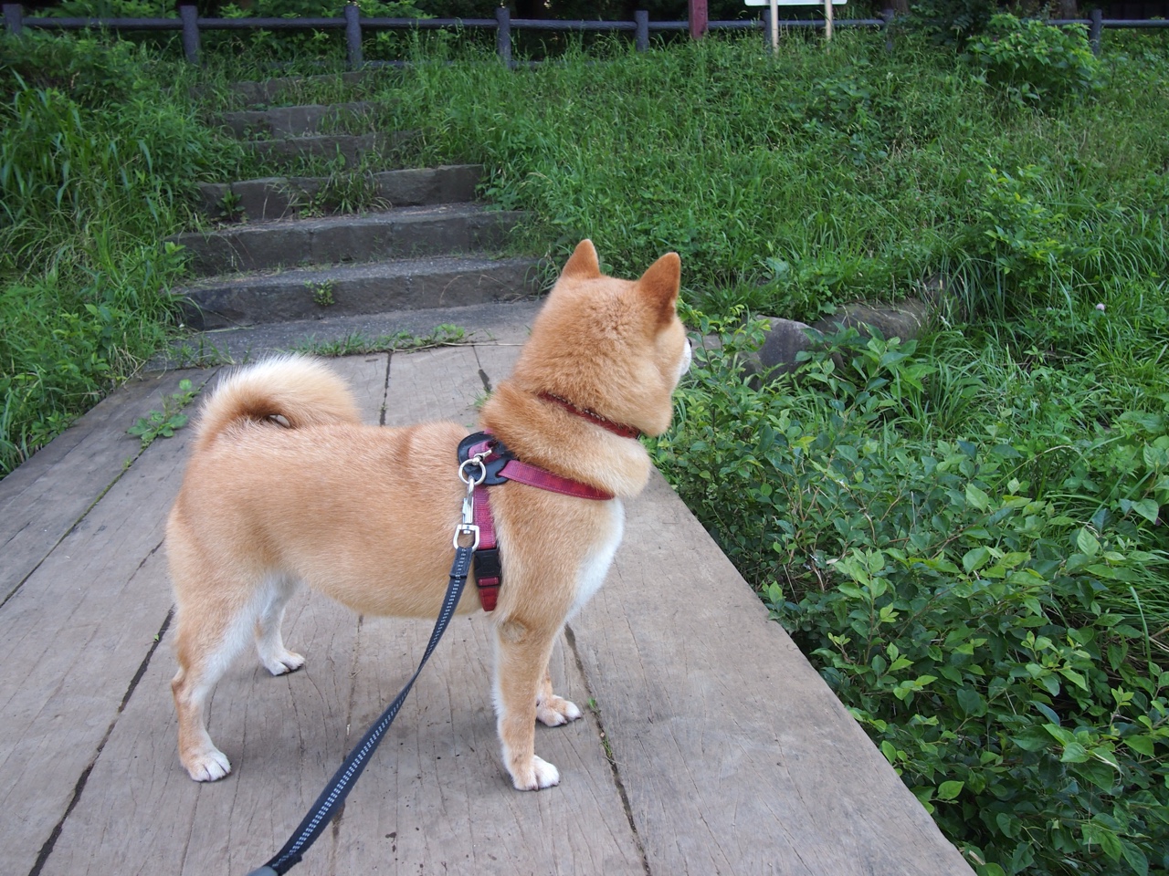 街道狂飙与赛场横扫，当F1焦点战遇上开拓者的完美风暴